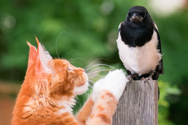 Macska vadászott egy madárra — Stock Fotó