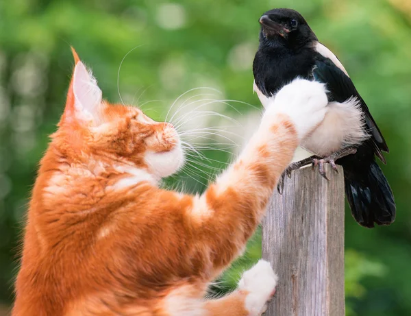 Macska vadászott egy madárra — Stock Fotó