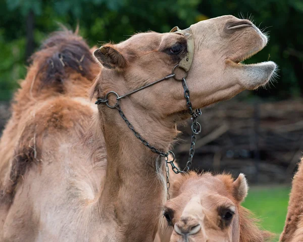 Camel animal portrait — Stock Photo, Image