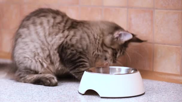 メインクーン猫を食べる — ストック動画
