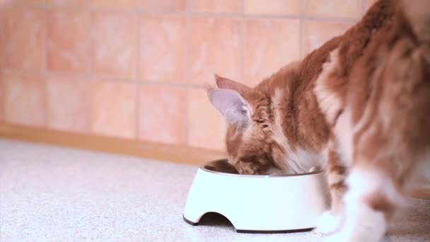 メインクーン猫を食べる — ストック動画