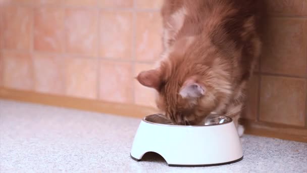 Mainská mývalí kočka jídlo — Stock video