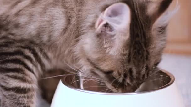 Maine coon cat eating — Stock Video