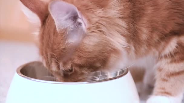 Maine coon kat eten — Stockvideo