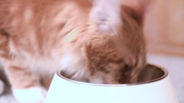 Maine coon kedi yemek