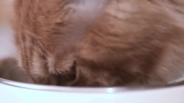 Maine coon chat manger 