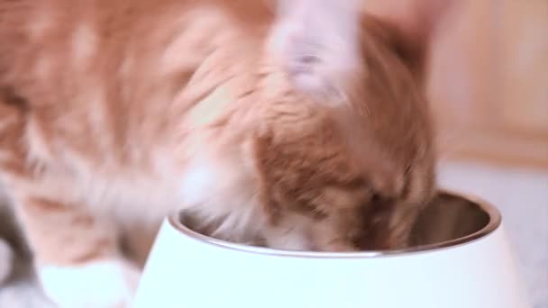 Maine coon γάτα τρώει — Αρχείο Βίντεο