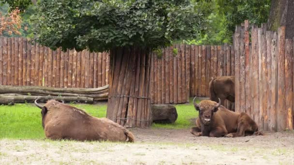 Ευρωπαϊκή Bison στο ζωολογικό κήπο — Αρχείο Βίντεο