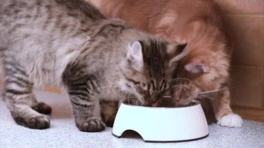 Maine coon kedi yemek