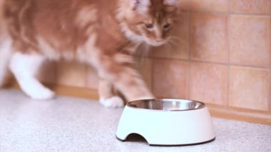 Maine coon kedi yemek