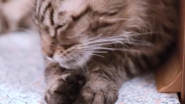 Maine coon cat washes — Stock Video