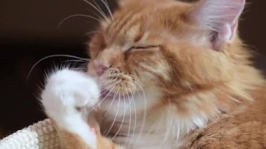 Maine coon kedi yıkar