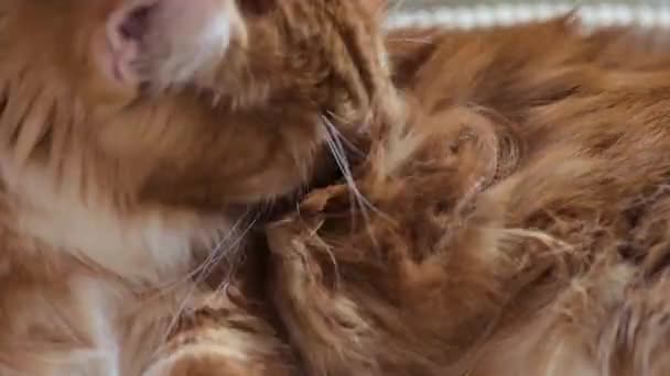 Maine Coon Katzenwäsche — Stockvideo