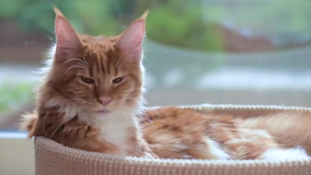 Maine coon katt tvättar — Stockvideo
