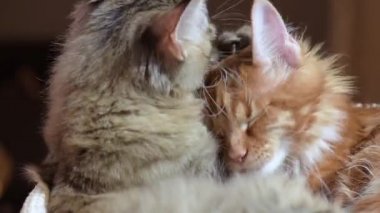 Maine coon kedi yıkar