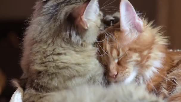 Мейн-кун моет кошек — стоковое видео