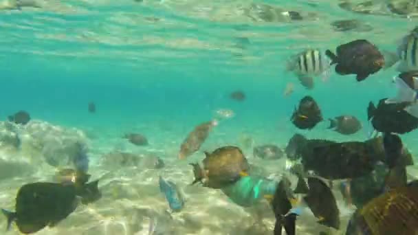 Peixe no Mar Vermelho — Vídeo de Stock