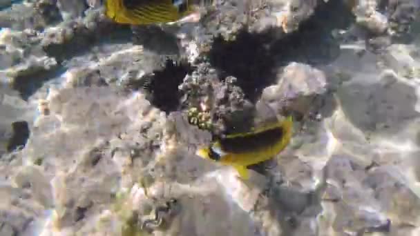在红海中的鱼 — 图库视频影像