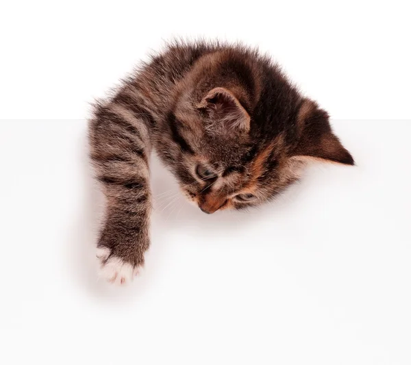 Gatinho com sinal em branco — Fotografia de Stock