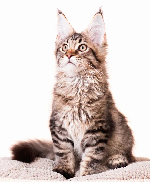 Kociak maine coon — Zdjęcie stockowe