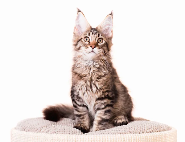 Maine coon gatito — Foto de Stock