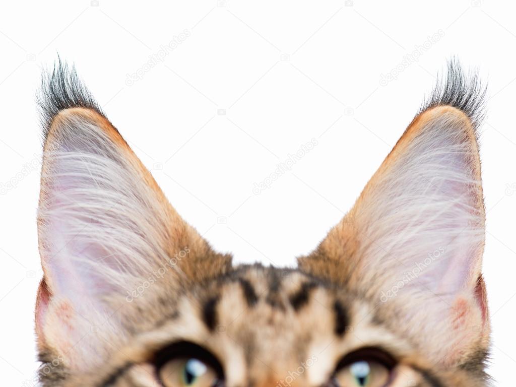 Cat ears on white background