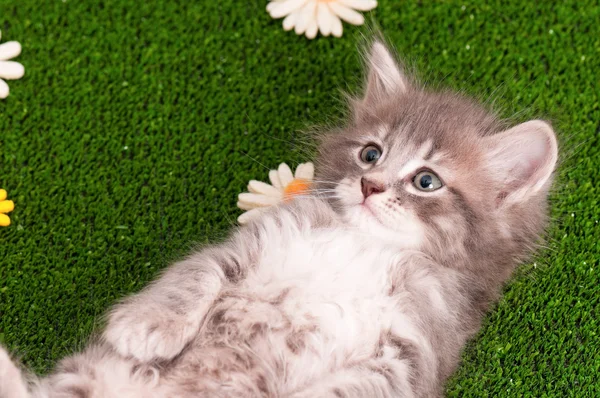 Kitten playing on grass — Stock Photo, Image