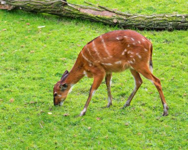 Western Batı çim yeme