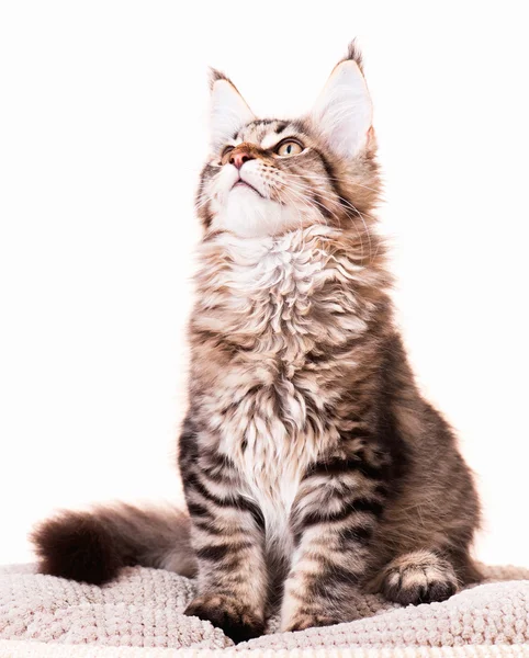 Maine Coon kitten — Stock Photo, Image