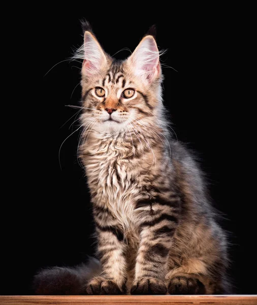 Maine coon gatito — Foto de Stock