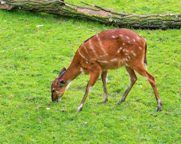 Western Sitatunga jedzenia trawy — Zdjęcie stockowe