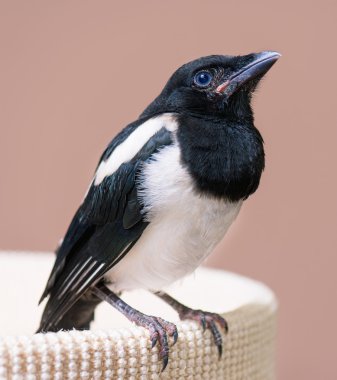 Saksağan kuşu yavru