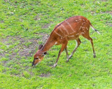 Western Batı çim yeme