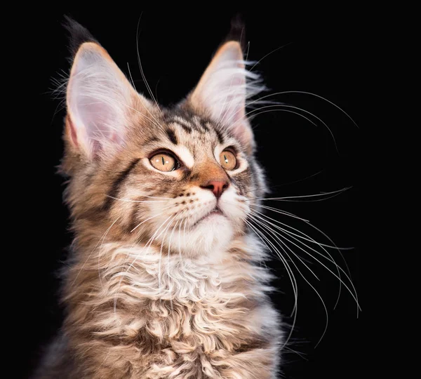 Maine coon gatito — Foto de Stock