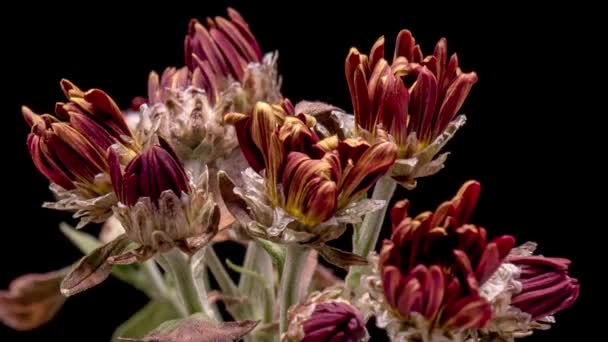 Tidsförskjutning blommande krysantemum blommor — Stockvideo