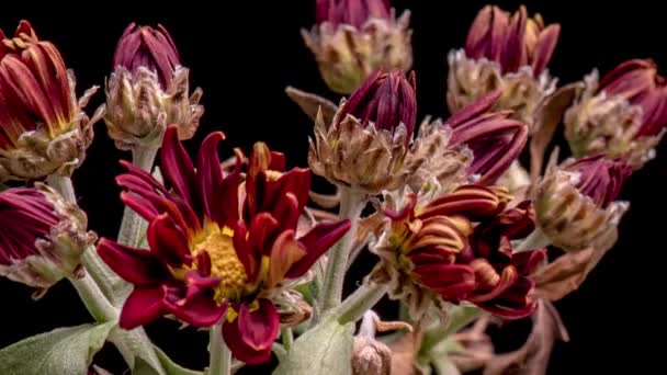 Zaman aşımına uğramış kasımpatı çiçeği — Stok video