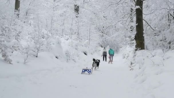 Друзья с санями и собаками в зимнем лесу — стоковое видео