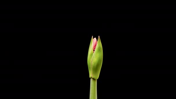 4K Time Lapso de floración flor amarilis roja — Vídeos de Stock