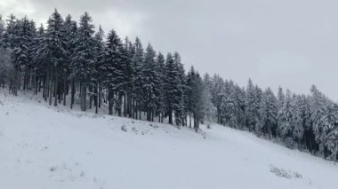 Kış ormanı karla kaplı