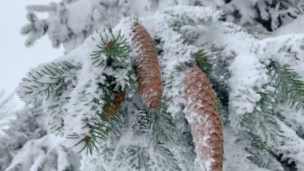 Hóval borított téli erdő