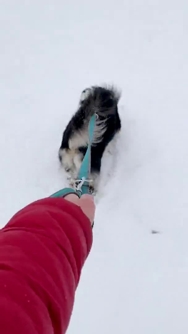 Вертикальна відео собака на снігу — стокове відео