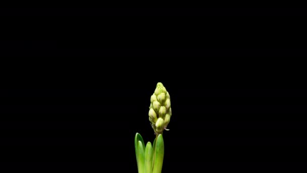 4K Time Lapse of Hyacinth flower — Stock Video