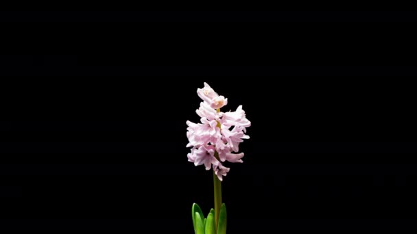 4K Time Lapse of Hyacinth flower — Stock Video