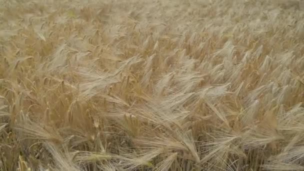 Campo de culturas de trigo — Vídeo de Stock