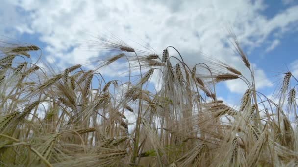 Campo coltivato a grano — Video Stock