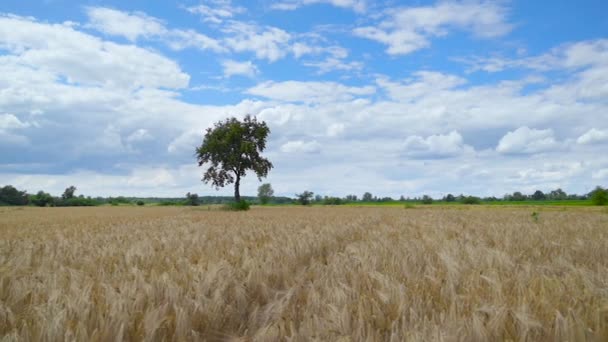 Campo de culturas de trigo — Vídeo de Stock