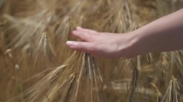 Mulher mão tocando trigo — Vídeo de Stock