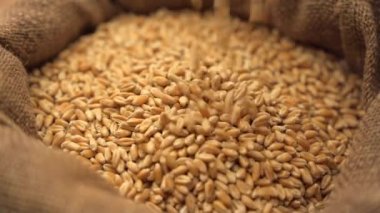 Yavaş çekim buğday taneleri düşüyor