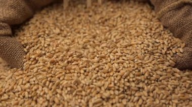 Yavaş çekim buğday taneleri düşüyor