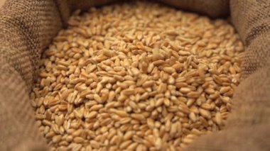 Yavaş çekim buğday taneleri düşüyor